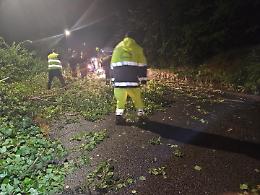 Crolla un albero sulla provinciale. È allarme sicurezza sulle strade