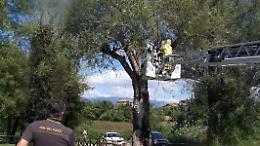 Grande nido di calabroni su un albero. Necessario l'intervento dei vigili del fuoco