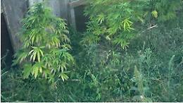 Coltivava marijuana nel giardino della madre. Arrestato cinquantasettenne