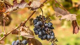 Vendemmia in calo del 20% per il maltempo