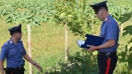 Sequestrate tre piante di marijuana. Denunciata una donna