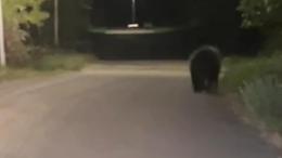 Orso a passeggio tra le contrade di Antica e Mole di Vito: il video