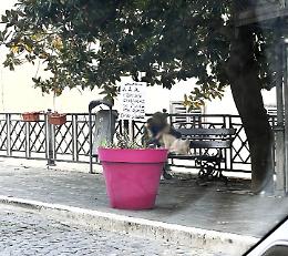 Vaso senza fiori, spunta un cartello: si cerca un donatore