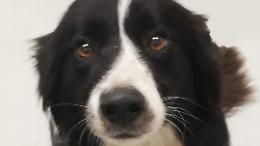 Lady sparisce per paura dei botti. L'Anpana lancia un appello