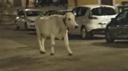Un bovino a passeggio per le strade del centro storico: il video