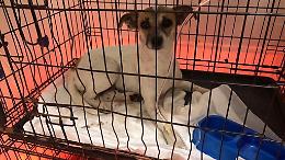 Cagnolina investita e salvata dalla scuola