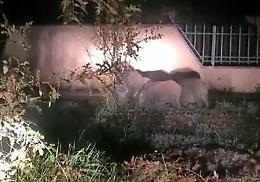 Ancora avvistamenti di cinghiali in città. Il video