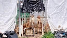 Cani e gatti abbandonati. La proprietaria denunciata per maltrattamento di animali