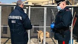 Controlli del Nas in un canile. Riscontrate carenze igieniche