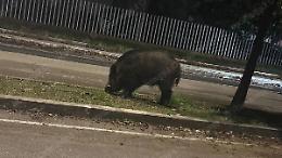 Investe un cinghiale nella notte