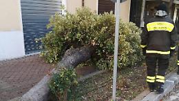 Ancora danni e disagi causati dal vento forte. Un albero invade la carreggiata