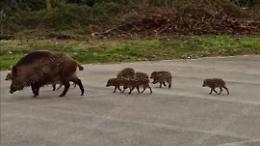Emergenza cinghiali, ecco le proposte