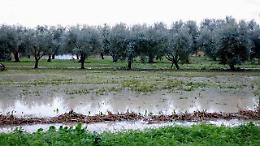 Agricoltura, danni milionari dagli eventi estremi