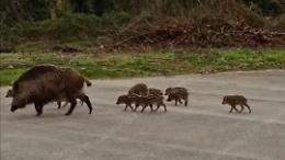 Cacciatori di cinghiali sparano vicino alle case. È allarme