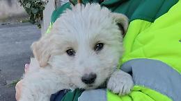 Cucciolo chiuso in una busta per i rifiuti. Salvato dagli operatori della Società ambiente e salute