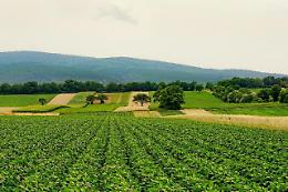 Agricoltura: volano i prezzi del cibo. Meno 10,4% ai contadini