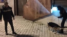 Operazione antidroga con le unità cinofile. Sequestri e segnalazioni