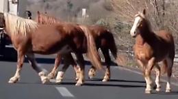 Tre cavalli corrono tra le auto sulla superstrada. Messi in salvo da un'automobilista