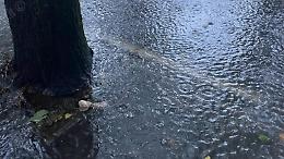 Venti da forti a burrasca e temporali: allerta gialla nel Lazio