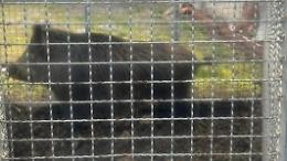 Contenimento dei cinghiali, catturato un esemplare vicino al Matusa