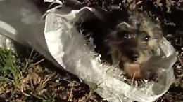 Cane chiuso in una busta e gettato via. Una coppia lo salva e lo adotta