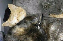 Strage di gatti con il veleno: ogni giorno nuovi casi