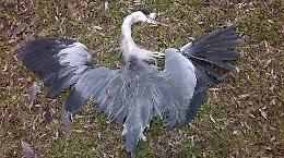 Bracconieri senza pietà, sparano e uccidono uno splendido Airone nel Parco dei Monti Simbruini