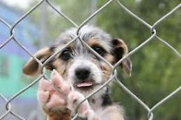 [LA STORIA] Comune sonoramente multato per un cane: scoppia la polemica