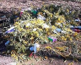 Mimose invendute buttate via dopo la festa. Così l'Otto marzo finisce in discarica
