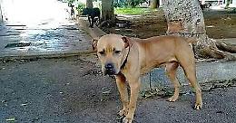 Cani legati agli alberi. Multa di trecento euro