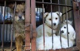 Seviziata e gettata nel torrente: sdegno e denunce per la cagnolina Lara