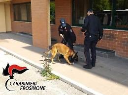Bagni scolastici centrale di spaccio: i cani antidroga scovano i nascondigli dell'erba