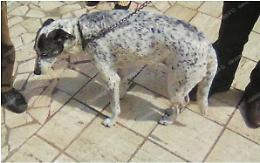 Donna e cucciolo azzannati da un feroce rottweiler: feriti entrambi
