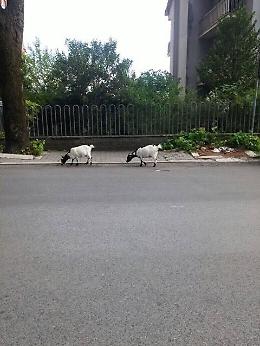 Caprette in giro per la città, "pascolavano" in Via America Latina