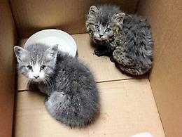 Strage di gattini in periferia, spuntano delle fotografie