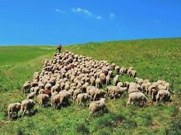 Malattie negli allevamenti e salute a rischio: istituita una task force regionale
