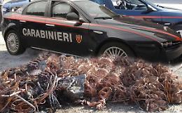 Ladri di rame nel sacco: due giovani arrestati dopo aver depredato una fabbrica