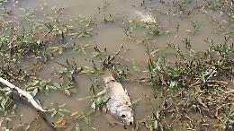 Lago di Canterno ridotto ad una fogna a cielo aperto: moria di pesci e rischi per la salute umana