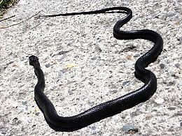 Terrazza con sorpresa: il gatto Nicolino scopre un grosso... serpente. Ed è subito panico