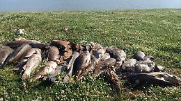 [FOTO] Lago di Canterno: la moria di pesci ora preoccupa. Area nel degrado e odori nauseabondi