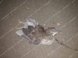 Trovato dai volontari dell'Anpana il corpo esanime di un piccolo di airone