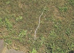Serpenti in agguato nel verde: Villa abbandonata al degrado. Paura e proteste dei cittadini
