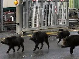 Barricati in casa per ore sotto la minaccia di un grosso cinghiale