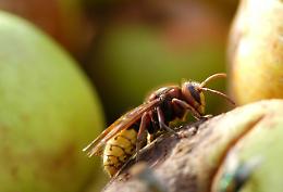 I calabroni invadono il cimitero: niente visite ai defunti per tre giorni