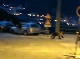 Un nostro lettore filma un orso a Civitella Alfedena
