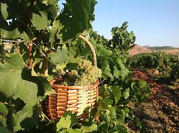 [IL CASO] Vendemmia stroncata dal caldo. Vino e mosto ai minimi storici. Settore in crisi