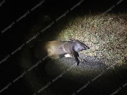 Auto si scontra con un cinghiale. Due incidenti stradali nel giro di pochi minuti