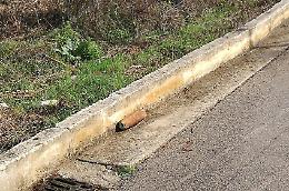 Giornata ecologica con doppia sorpresa: prima le pecore e poi il ritrovamento di un ordigno bellico