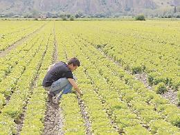 [L'approfondimento] Imprese nel settore agroalimentare: i giovani tornano alle origini