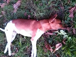 Cane avvelenato: il veterinario riesce a salvarlo in extremis